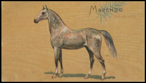 N101 Marengo.jpg